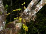 :-Pleurothallis scabrilinguis