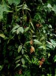 : - Psammisia dolichopoda