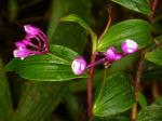 : - Sertifera purpurea