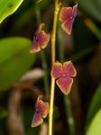 : - Stelis superbiens