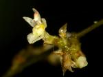 : - Sigmatostalix adamsii