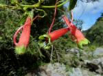 : - Tropaeolum adpressum