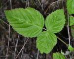 Kalifornische Brombeere - Rubus ursinus
