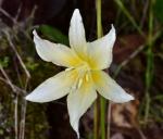 Kalifornischer Hundszahn - Erythronium californicum