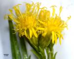 : - Ericameria arborescens