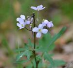 :-Cardamine californica