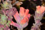 : - Castilleja latifolia