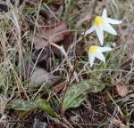 : - Erythronium helenae