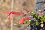 : - Keckiella corymbosa