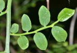 :-Vaccinium parvifolium