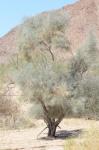 : - Psorothamnus spinosus
