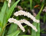 Floh-Knöterich - Polygonum persicaria