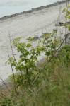 Echter Sellerie - Apium graveolens