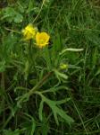 Sardischer Hahnenfuß - Ranunculus sardous