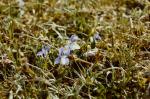 Hunds-Veilchen - Viola canina