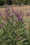 New York-Scheinaster - Vernonia noveboracensis