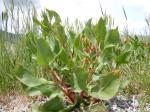 : - Rumex venosus