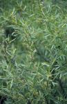 : - Salix geyeriana