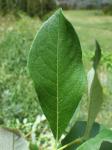 : - Salix scouleriana