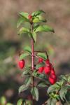 Scharlach-Fuchsie - Fuchsia magellanica