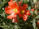 : - Sphaeralcea coccinea