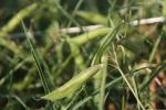 Wilde Platterbse - Lathyrus sylvestris