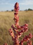: - Suaeda calceoliformis
