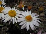 : - Townsendia florifer