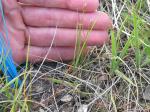 : - Carex duriuscula subsp. duriuscula