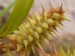 : - Carex retrorsa