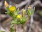 : - Mentzelia albicaulis