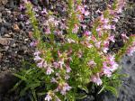 : - Penstemon deustus