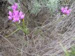 : - Allium acuminatum