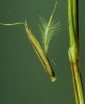 : - Schizachyrium scoparium