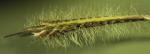 : - Chondrosum hirsutum