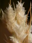 : - Erioneuron pulchellum