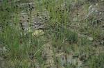 Schwertblättrige Binse - Juncus ensifolius