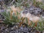 : - Antennaria dimorpha