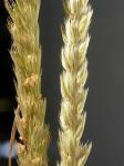 Wiesen-Kammgras - Cynosurus cristatus