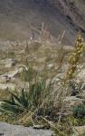 : - Calamagrostis canadensis