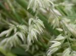 Wolliges Honiggras - Holcus lanatus