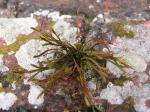 Nördlicher Streifenfarn - Asplenium septentrionale