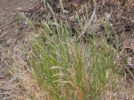: - Muhlenbergia glomerata