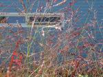 Rutenhirse - Panicum virgatum