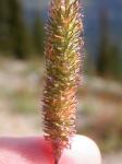 Wiesen-Lieschgras - Phleum pratense