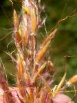 : - Sorghastrum nutans