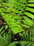 : - Blechnum tabulare