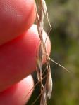 : - Stipa richardsonii