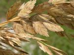 : - Uniola paniculata