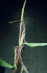 : - Zea diploperennis